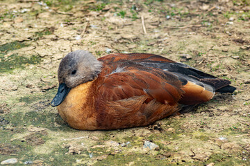Side view of a female Ruddy Shelduck sitting on arid terrain, showing detailed feather textures