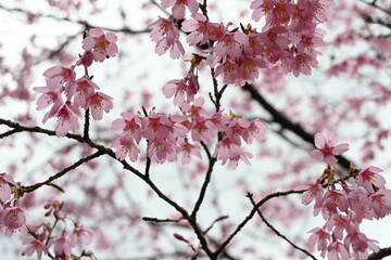 pink cherry blossom