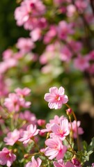 Obraz premium Spring Summer Creative nature background Pink flowers border vertical