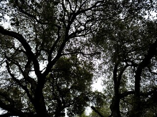 Cloudy skies through trees and branches in Pasadena, California. 