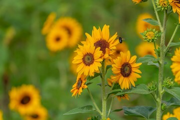 ひっそりと咲く満開のヒマワリ