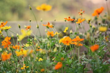 Cosmos flowers in the garden.