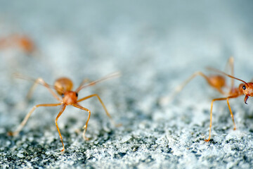 Macro shot of Weaver ants. It vary in color from reddish to yellowish brown dependent on the species