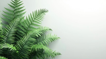 Lush green fern leaves against a minimalist white background