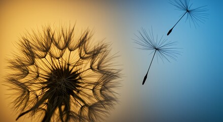 Dandelion Seeds Soaring Through a Sunset and Dawn Sky
