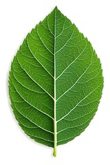 Leaf Detailed Closeup