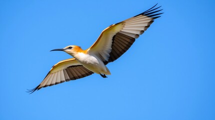 Eurasian Hoopoe in Flight - High-Resolution Stock Photo with Detailed Feathers