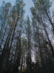 Pines photographed from below at sunset. Dramatic image of pines at sunset.
