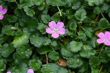 pink flowers in the garden