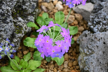 lilac flowers in the garden
