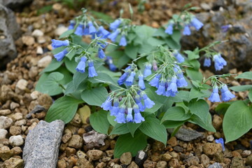blue flowers in the garden