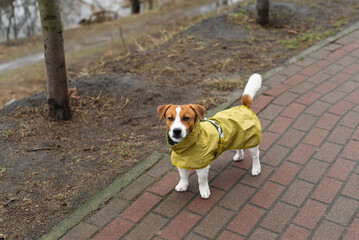 Adorable Jack Russell Terrier dog wearing a raincoat walks outdoors on a cloudy rainy day