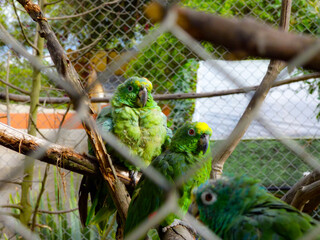 Loros en cautiverio 