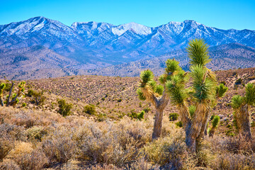 Joshua Trees in Mojave Desert with Snowcapped Mountains Aerial
