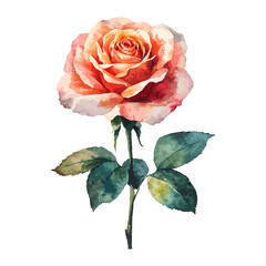 A single red rose isolated on a white background