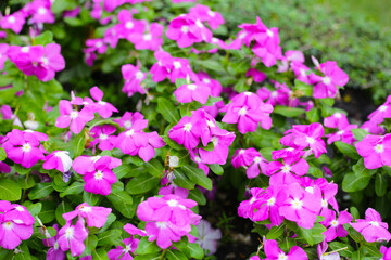 Fototapeta premium Madagascar Periwinkle (Catharanthus roseus) in full bloom