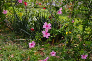 Hibiscus flowers bloom beautifully amidst lush green foliage. A vibrant display of tropical flora