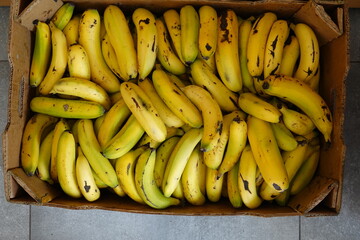 fresh bananas from Madeira island