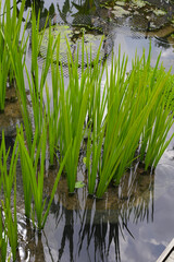 Obraz premium Leaves of Acorus calamus, also known as Sweet Flag, growing in water