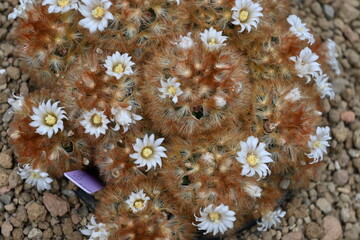 cactus flowers