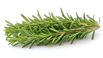 Fresh Rosemary Sprig, Aromatic Herb Close-up