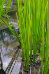 Fototapeta premium Leaves of Acorus calamus, also known as Sweet Flag, growing in water