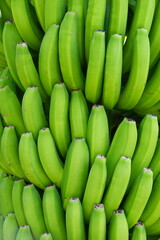 fresh bananas from Madeira island