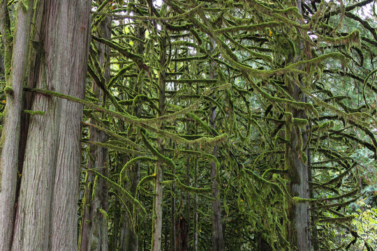 Moss covered forest in Squamish BC 