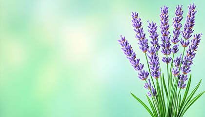 Naklejka premium Lavender blossoms against a blurred green background