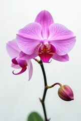 Delicate orchid bloom isolated on white background, nature, isolated