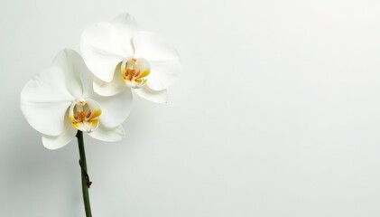 Delicate white orchid blossom on pure white backdrop, soft, wedding, delicate