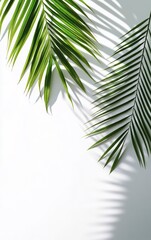 Arrangement of Palm Leaves with Shadows on White Background