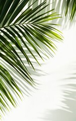 Obraz premium Palm Leaf with Shadow Casting a Natural Minimalist White Background
