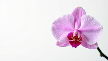 Obraz premium Exotic orchid in full bloom on white background with soft focus, white, orchid, botanical