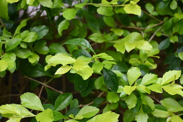 green leaves