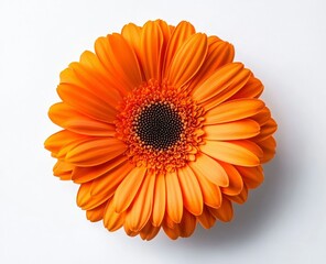 Close Up of Vibrant Orange Gerbera Daisy Flower on White Background
