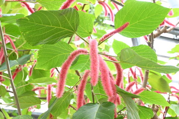 Red flowers