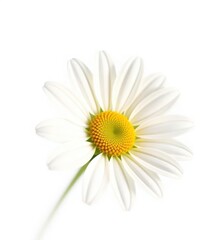 Naklejka premium Delicate chamomile flower, petals fully open, vibrant yellow center, isolated on pure white background, white background, flora, peaceful