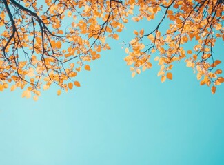 Fototapeta premium Looking Up at Autumn Leaves Against Clear Sky with Bright Sunlight
