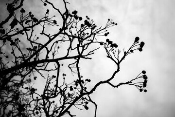 Silhouette of tree branches with dried berries against a cloudy sky, creating a moody, abstract composition. BW.