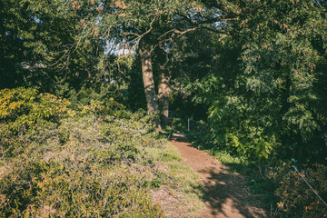 Dirt path surrounded by dense green foliage and trees, leading into a shaded forest area. Sunlight filters through branches, creating dappled shadows on the ground.