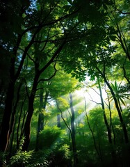 Fototapeta premium Lush green canopy, sunlight dappling forest floor, conservation, summer, leaves