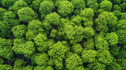 Naklejka premium Dense Lush Green Forest Canopy from Above