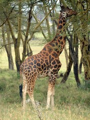 Tall giraffe stretching long neck, browsing acacia leaves in verdant Kenyan savanna woodland landscape
