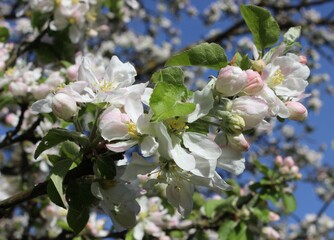 apple tree blossom