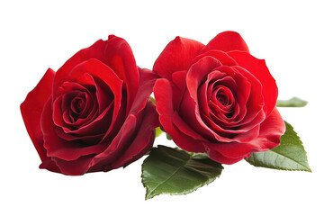 Naklejka premium Red rose flowers with green leaves, pair of blooming red roses isolated on white background, romantic floral element for wedding and valentine design