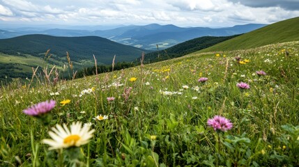 Obraz premium Vibrant wildflower meadow with hills in the background on a sunny day in the mountains
