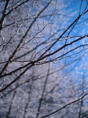 Winter branches glistening under sunlight in a clear blue sky