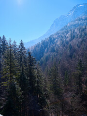 Majestic view of towering mountains surrounded by lush evergreen trees on a bright and clear day in the forest