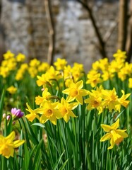 Fototapeta premium Bright yellow daffodils blooming in a spring meadow, field, macro